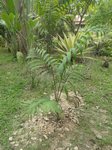 Dypsis lanceolata 