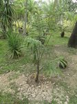 Dypsis lanceolata 
