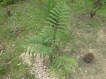 Dypsis lanceolata 