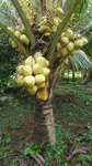 Cocos nucifera var. 'Kati Si Tong' * = Kati jaune dor utilise pour le lait
