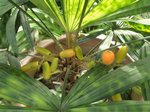 Licuala mattanensis var. mapu 