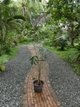 Dypsis sp. Avisonii ?