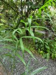 Dypsis sp. Avisonii ?