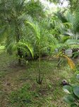 Dypsis arenarum 