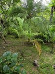 Dypsis arenarum 