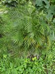 Dypsis lutescens cv. compacta form 2 ?