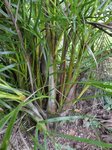 Dypsis lutescens cv. compacta form 2 ?