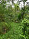 Syagrus romanzoffiana � palmes larges