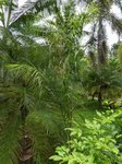 Syagrus romanzoffiana � palmes larges