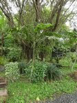 Ptychosperma sp. Wotoboho hybride