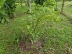 Arenga obtusifolia