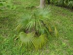 Thrinax radiata