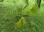 Thrinax radiata