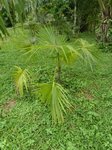 Thrinax radiata
