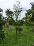 Sabal sp. huge leaf 