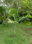 Dypsis sp.  identifier