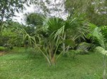 Mauritia flexuosa 