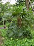 Coccothrinax crinita 