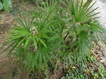 Rhapis multifida 
