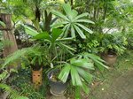 Licuala paludosa 
