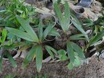 Phoenicophorium borsigianum 