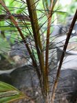 Phoenicophorium borsigianum 