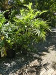 Rhapis multifida 