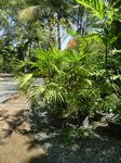 Rhapis multifida 