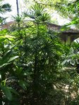 Rhapis multifida 