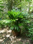 Iguanura geonomiformis