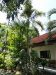 Dypsis madagascariensis forme solitaire 