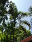 Dypsis madagascariensis forme solitaire 