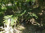 Dypsis sp. bejofa