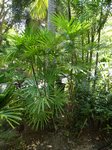 Rhapis robusta 