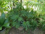 Licuala mattanensis var. mapu 