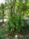 Reinhardtia gracilis clumping� 