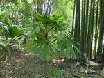 Licuala lauterbachii var. Bougainvillensis