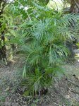 Dypsis lutescens cv. compacta form 2 ?