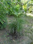 Dypsis lutescens cv. compacta form 2 ?