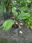 Iguanura palmuncula palmes enti�res