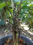 Iguanura palmuncula palmes enti�res