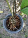 Iguanura palmuncula palmes enti�res