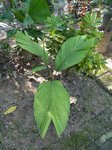 Iguanura palmuncula palmes enti�res