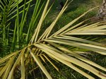 Elaeis guineensis�variegata