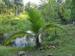 Cocos nucifera var. Hawaiian tall