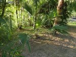 Sabal minor 