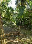 Sabal minor 