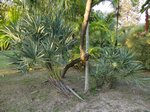 Serenoa rupens blue form 