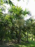 Mauritia flexuosa 
