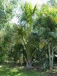 Mauritia flexuosa 